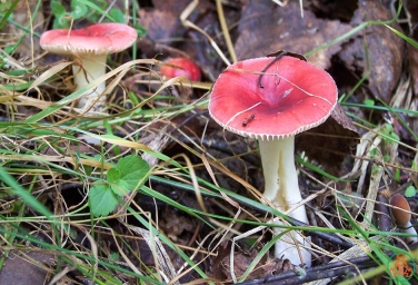 Схожі на їстівні: 5 грибів, які насправді є смертельно небезпечними
